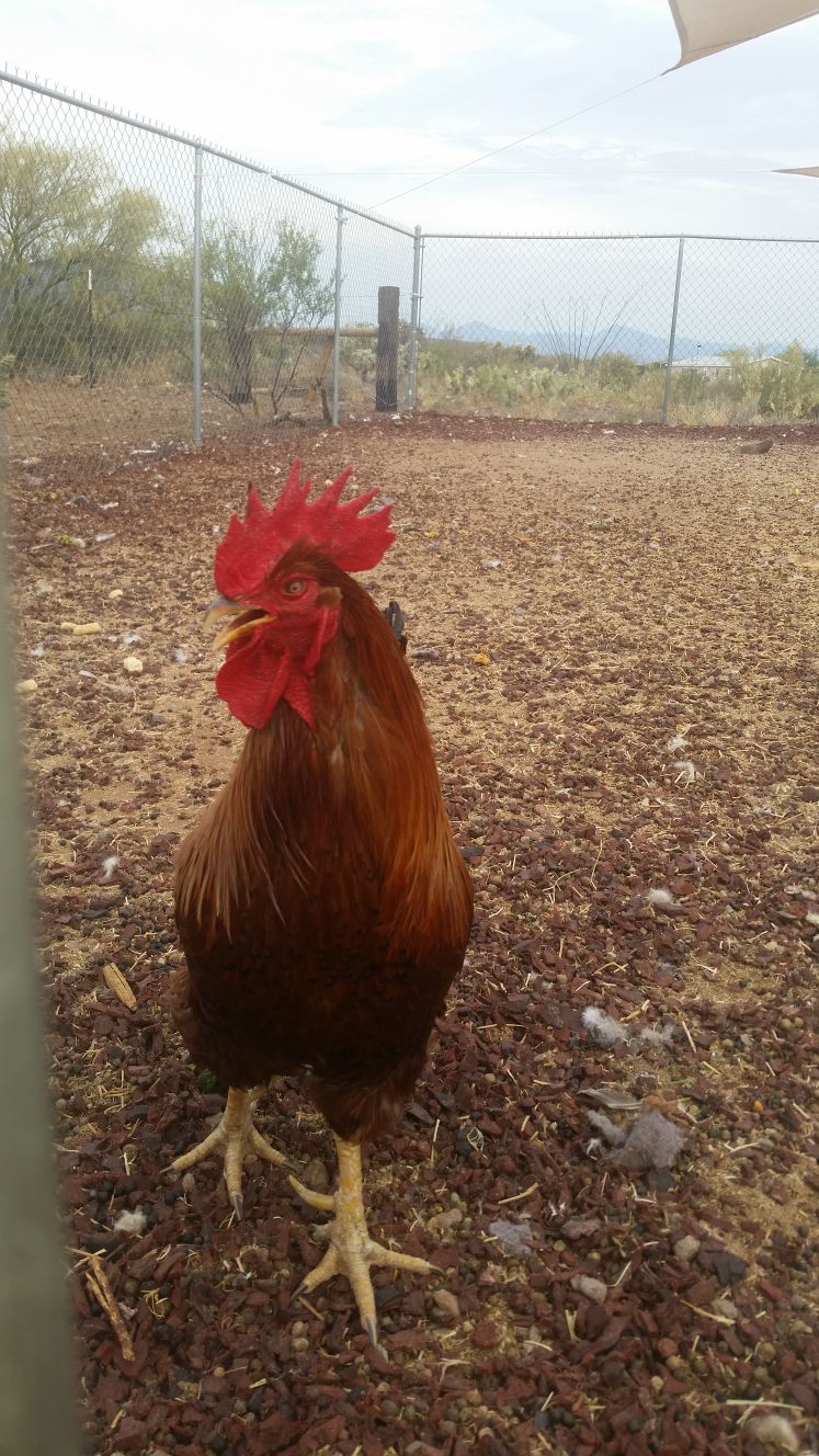 Readers show their chickens